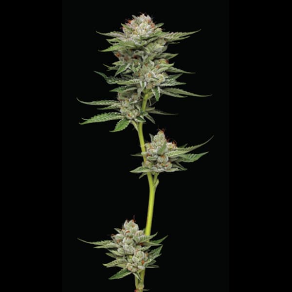 Durban Poison Auto > Durban Poison Auto | Autoflowering Cannabis   |  Sativa