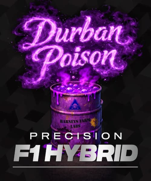 Durban Poison Seed > Barney\'s Farm | Feminized Cannabis   |  Sativa