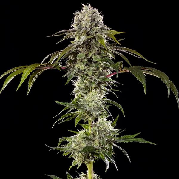 Durban Poison Seed > Barney\'s Farm | Feminized Cannabis   |  Sativa