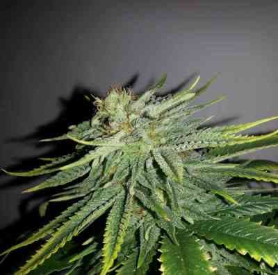 Durban Poison > Dutch Passion | Feminisierte Hanfsamen  |  Sativa