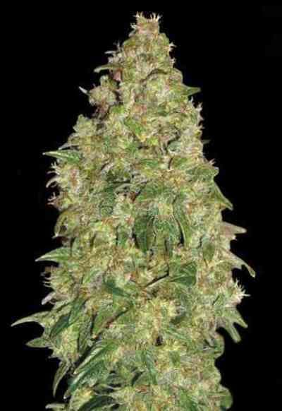 Durban Poison > Dutch Passion | Feminized Marijuana   |  Sativa