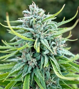 Durban Poison > Dutch Passion | Semillas feminizadas  |  Sativa