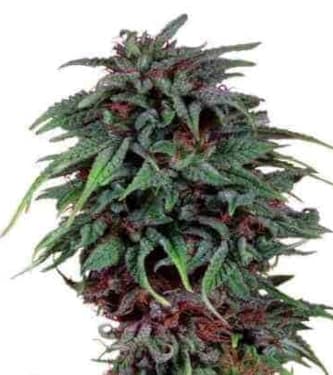 Durban Poison > Dutch Passion