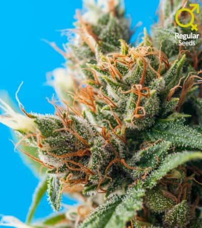 Durban Punch > Tropical Seeds Company | Graines Normal  |  Sativa