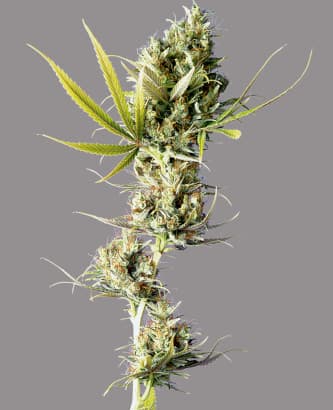 Durban > Sensi Seeds | Feminized Marijuana   |  Sativa
