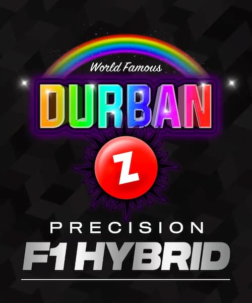 Durban Z Seed > Barney’s Farm | Feminized Cannabis   |  Sativa