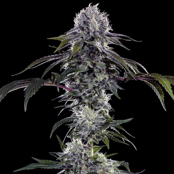 Durban Z Seed > Barney’s Farm | Feminized Cannabis   |  Sativa