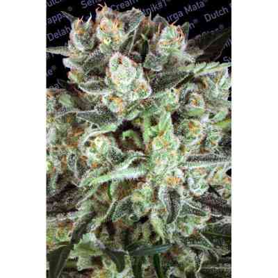 Durga Mata II CBD > Paradise Seeds