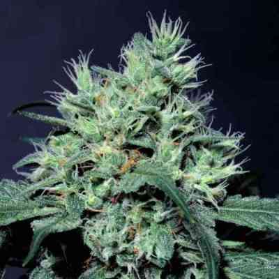 Dutch Dragon > Paradise Seeds | Semillas feminizadas  |  Sativa