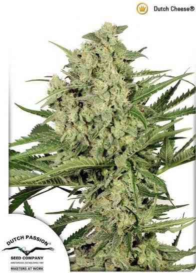 Dutch Cheese > Dutch Passion | Feminized Marijuana   |  hybrid