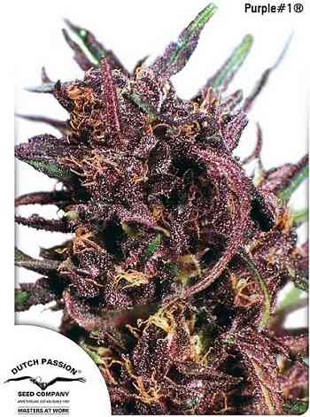 Purple #1 > Dutch Passion | Feminized Marijuana   |  hybrid