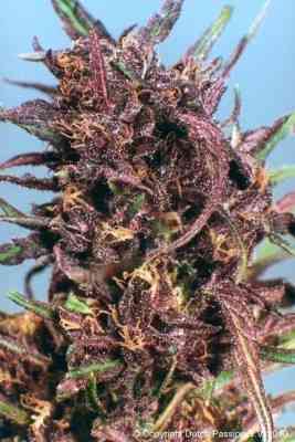 Purple #1 > Dutch Passion | Cannabis seeds recommendations  |  TOP 10 Outdoor Strains