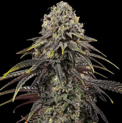 Dynamite Diesel > Royal Queen Seeds