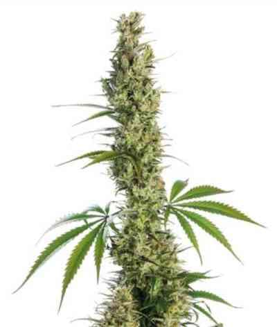 Eagle Bill > Sensi Seeds | Semillas Regulares  |  Sativa