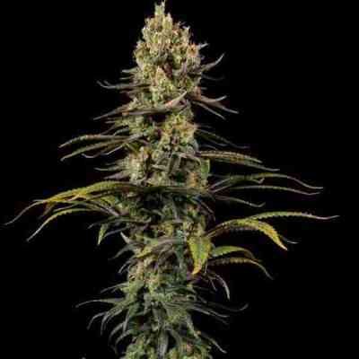 Early Amnesia CBD > Dinafem Seeds | Feminized Marijuana   |  Sativa