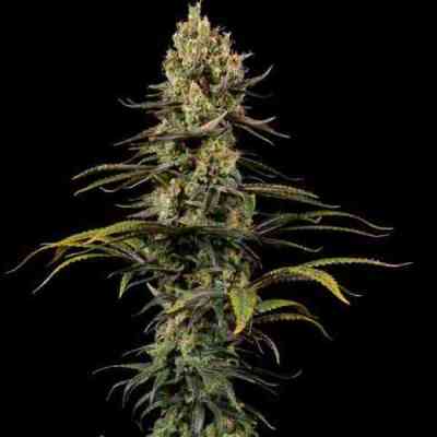 Early Amnesia CBD > Dinafem Seeds | Graines Féminisées  |  Sativa