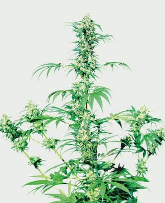 Early Girl > Sensi Seeds | Regular Marijuana   |  Indica