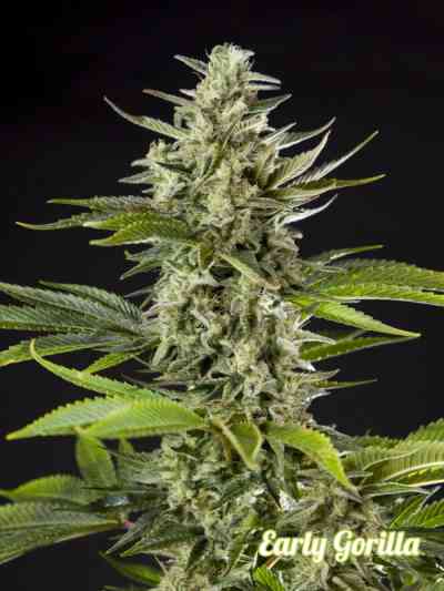 Early Gorilla > Philosopher Seeds | Feminized Marijuana   |  hybrid