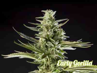 Early Gorilla > Philosopher Seeds | Semillas feminizadas  |  Híbrido