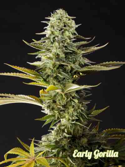 Early Gorilla > Philosopher Seeds | Feminized Marijuana   |  hybrid