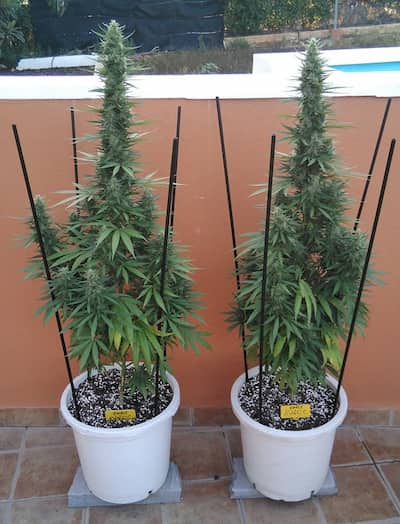 Early Maroc > Philosopher Seeds | Feminized Marijuana   |  Indica