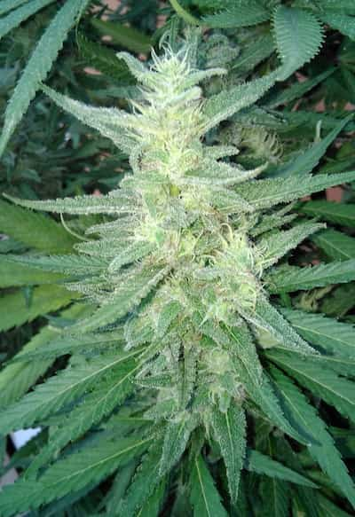 Early Maroc > Philosopher Seeds | Feminized Marijuana   |  Indica