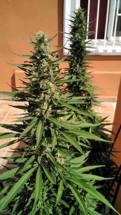 Early Maroc > Philosopher Seeds | Feminized Marijuana   |  Indica