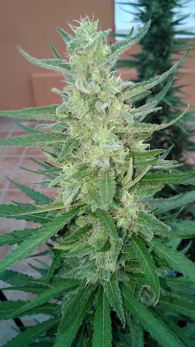 Early Maroc > Philosopher Seeds | Feminized Marijuana   |  Indica