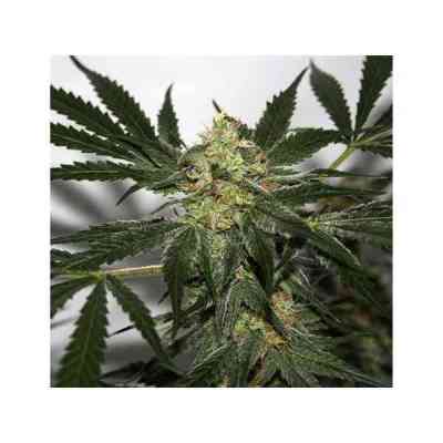 Early Haze Seed > Mr. Nice | Regular Marijuana   |  Hybrid