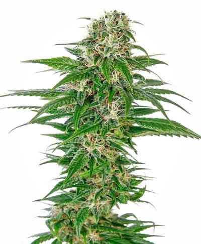 Early Skunk Automatic Seed > Sensi Seeds | Autoflowering Cannabis   |  Indica