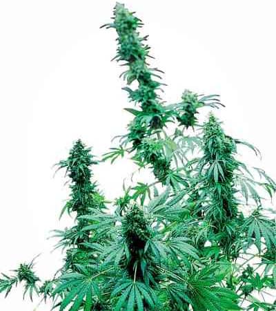 Early Skunk > Sensi Seeds | Cannabis seeds recommendations  |  TOP 10 Outdoor Strains