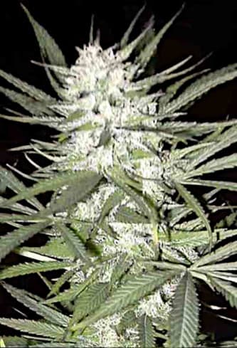 Early Top Skunk > Bulk Seed Bank | Cannabis seeds recommendations  |  TOP 10 Outdoor Strains
