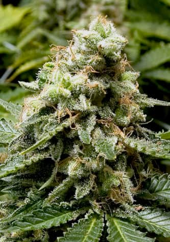 Early Widow > Advanced Seeds | Feminisierte Hanfsamen  |  Indica