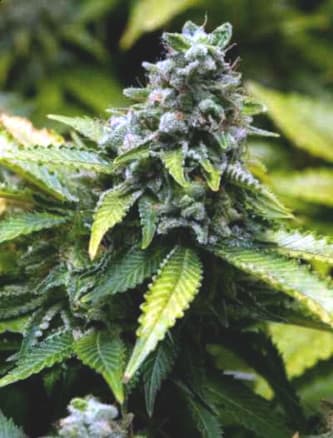 Early Widow > Advanced Seeds | Feminisierte Hanfsamen  |  Indica