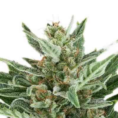 Easy Bud > Royal Queen Seeds | Autoflowering Hanfsamen  |  Indica