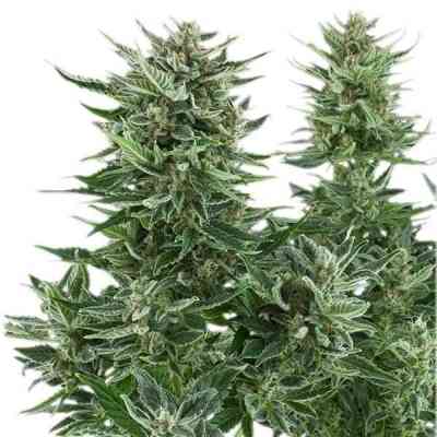 Easy Bud > Royal Queen Seeds | Graines Autofloraison  |  Indica