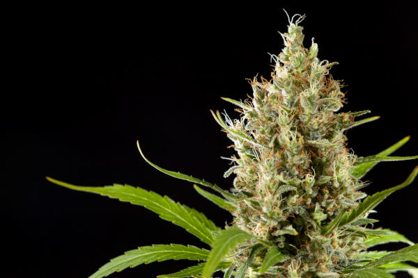 Easy Haze > Philosopher Seeds | Semillas feminizadas  |  Sativa