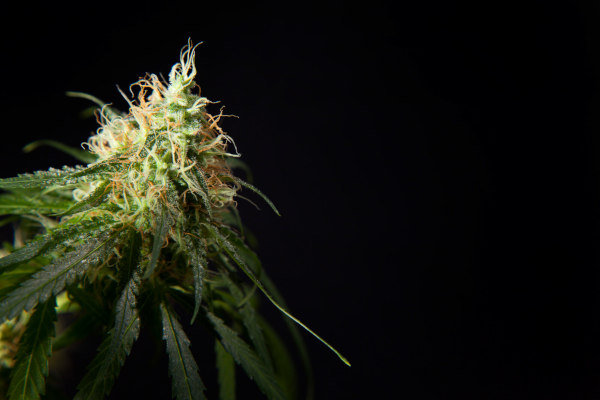 Easy Haze > Philosopher Seeds | Semillas feminizadas  |  Sativa