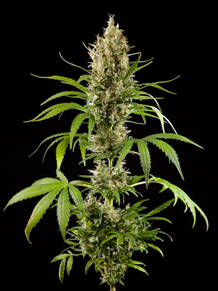 Easy Haze > Philosopher Seeds | Feminisierte Hanfsamen  |  Sativa