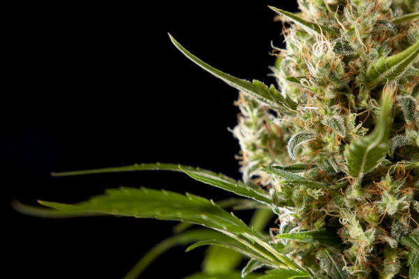 Easy Haze > Philosopher Seeds | Feminisierte Hanfsamen  |  Sativa