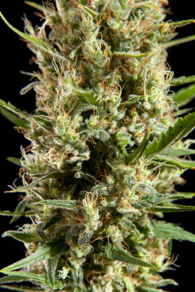 Easy Haze > Philosopher Seeds | Feminized Marijuana   |  Sativa