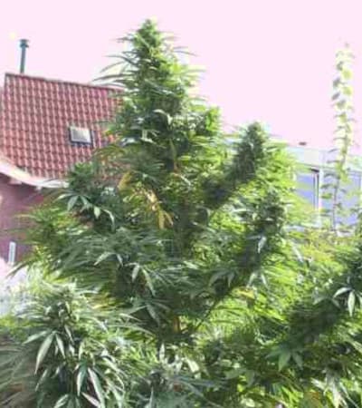 Easy Sativa > Female Seeds
