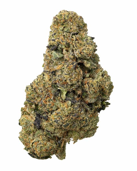 E85 x Zkittlez Samen > Tramuntana Seeds | Reguläre Hanfsamen  |  Indica
