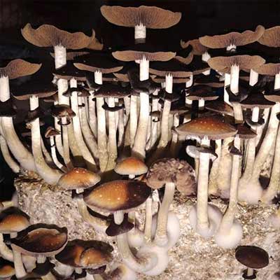 Ecuatoriana > setas mágicas | Setas Magicas / Hongos Alucinogenas