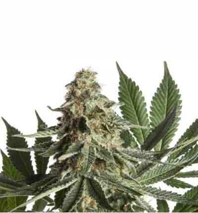 Ed R. Super Bud Seed > Linda Seeds | Cannabis seeds recommendations  |  Affordable Cannabis