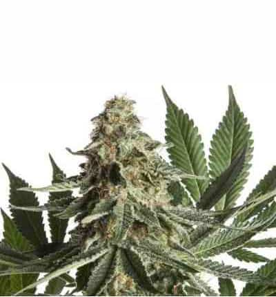 Ed R. Super Bud Seed > Linda Seeds | Feminized Marijuana   |  hybrid