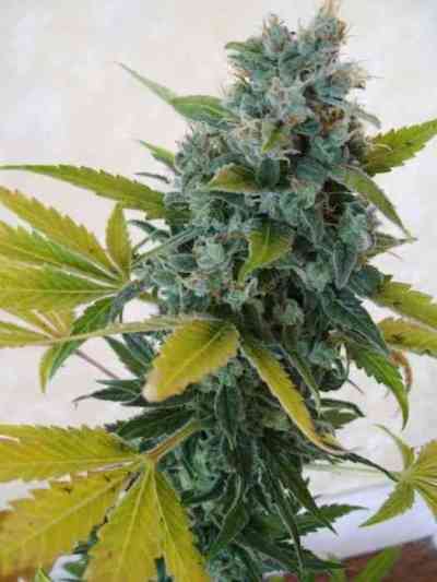 Eddy > Delicatessen | Feminized Marijuana   |  Indica