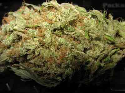 Eddy > Delicatessen | Feminized Marijuana   |  Indica