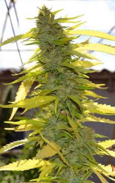 Eddy > Delicatessen | Feminized Marijuana   |  Indica