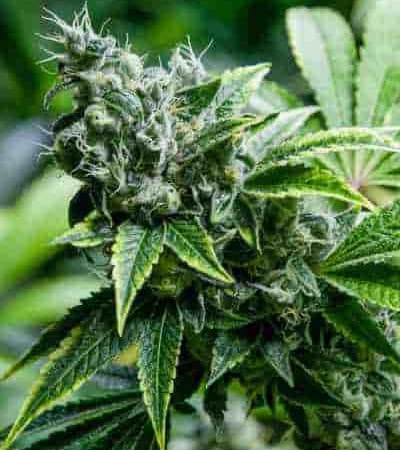 Eden > Super Strains | CBD cannabis seeds  |  Sativa